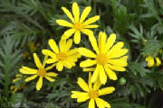 AfricanBushDaisy.jpg