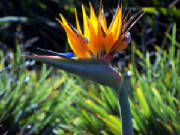 Birdofparadise.jpg