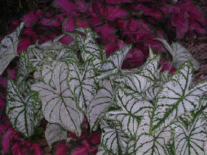 Caladiums.JPG