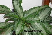 ChineseEvergreen.jpg