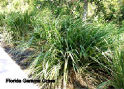 FloridaGammaGrass.jpg