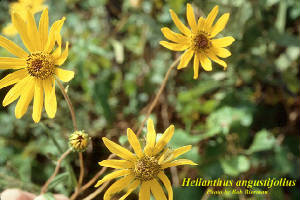 Helianthus_angustifolius.jpg