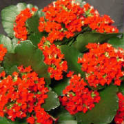 Kalanchoe.jpg