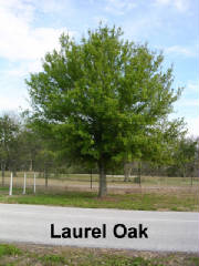 LaurelOak1.jpg
