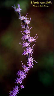 Liatris_tenuifolia.jpg