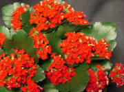 RedKalanchoe.jpg