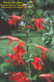 Salvia_coccinea7.jpg