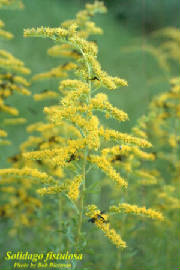 Solidago_fistulosa3.jpg