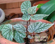 angelwingbegonia2.jpg