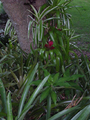 bromeliads.JPG