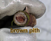 brownpith.jpg