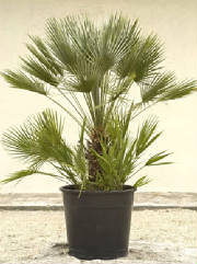 europeanfanpalm.jpg