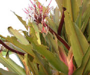 lubberdamagetocrinum.jpg