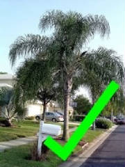 properlyprunedpalm.jpg