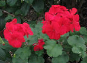 redgeranium.jpg