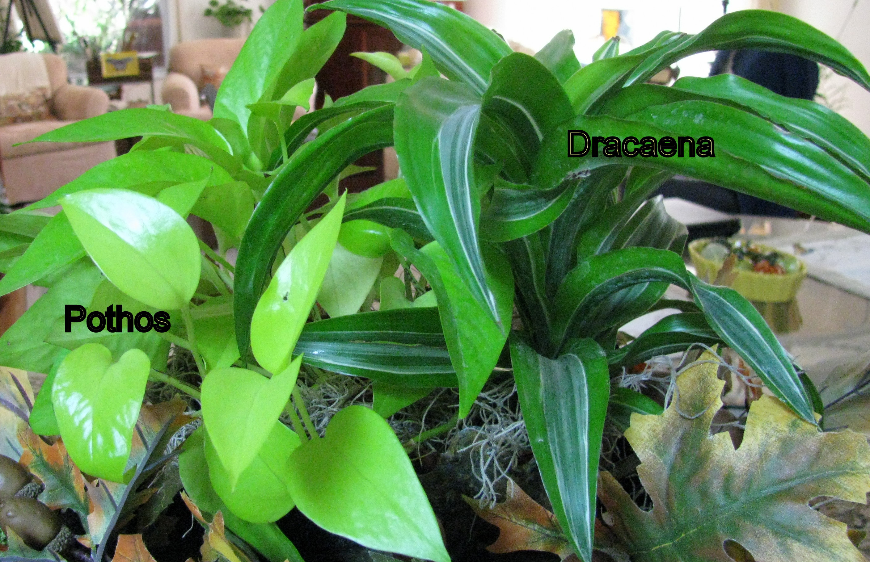 PothosDracaena.jpg