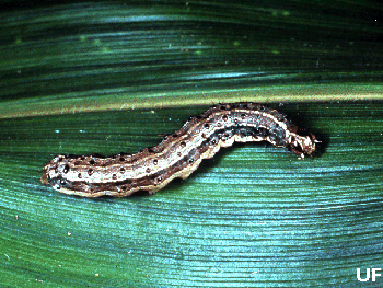 armyworm.gif