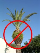 improperprunedpalm.jpg