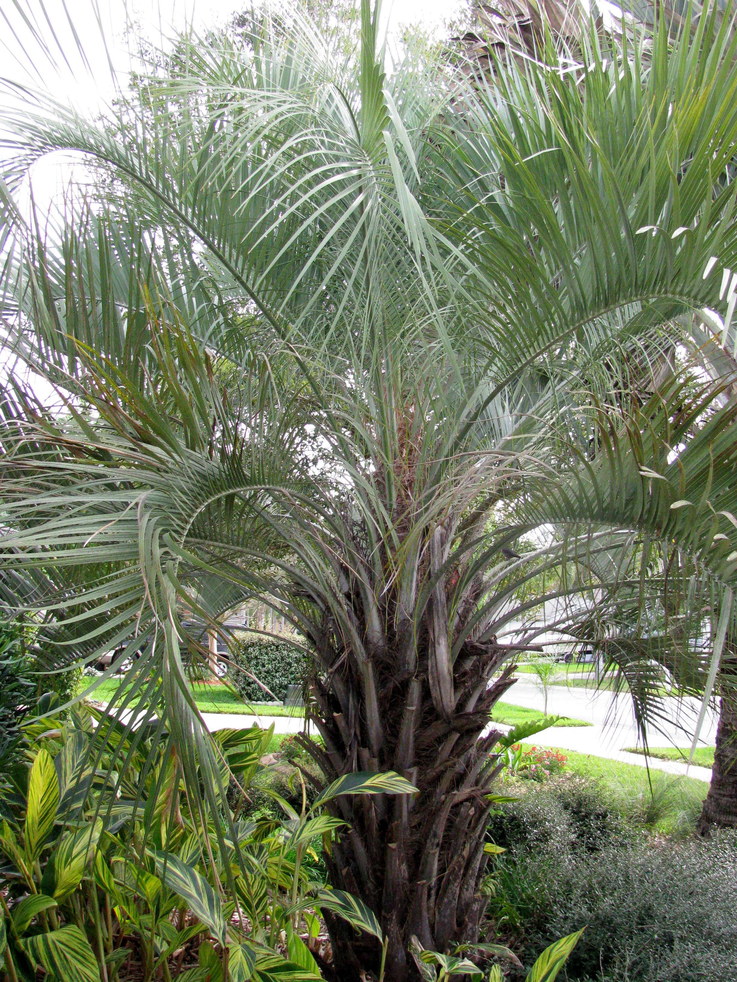 pindopalm.jpg