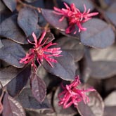 purpleloropetalum.jpg