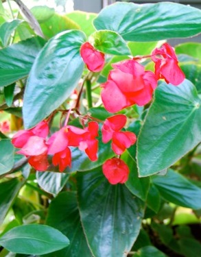 reddragonwingbegonia.jpg