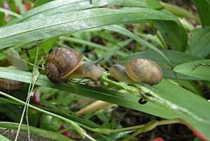 snails.jpg