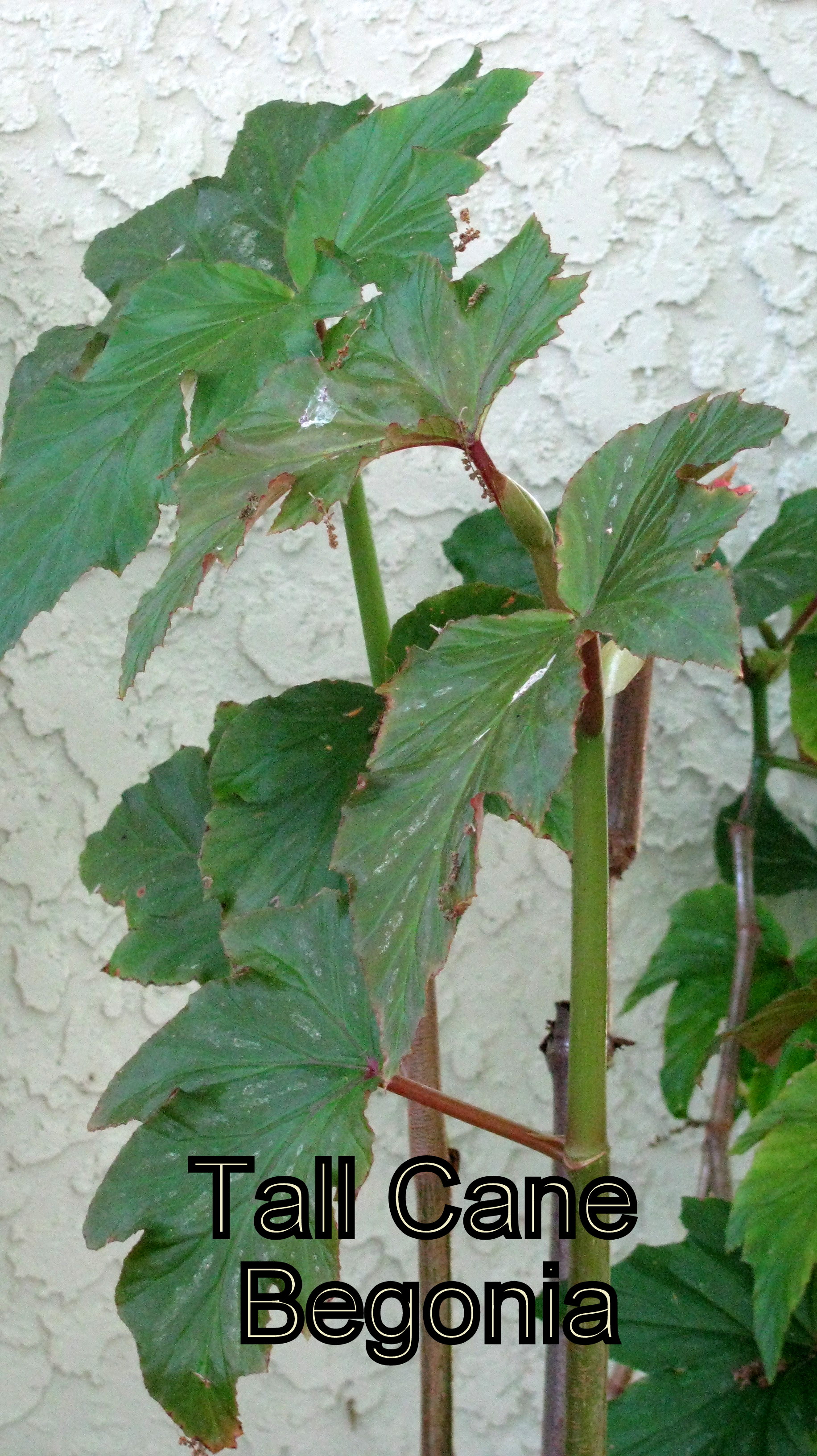 tallcanebegonia.jpg